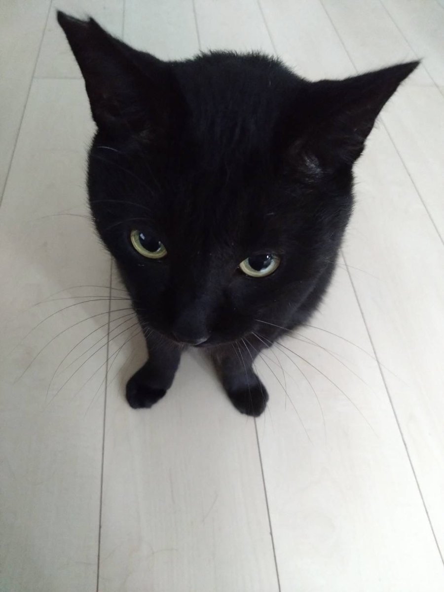 arca20220921's tweet photo. だっこしろや https://t.co/C8alYszhJY