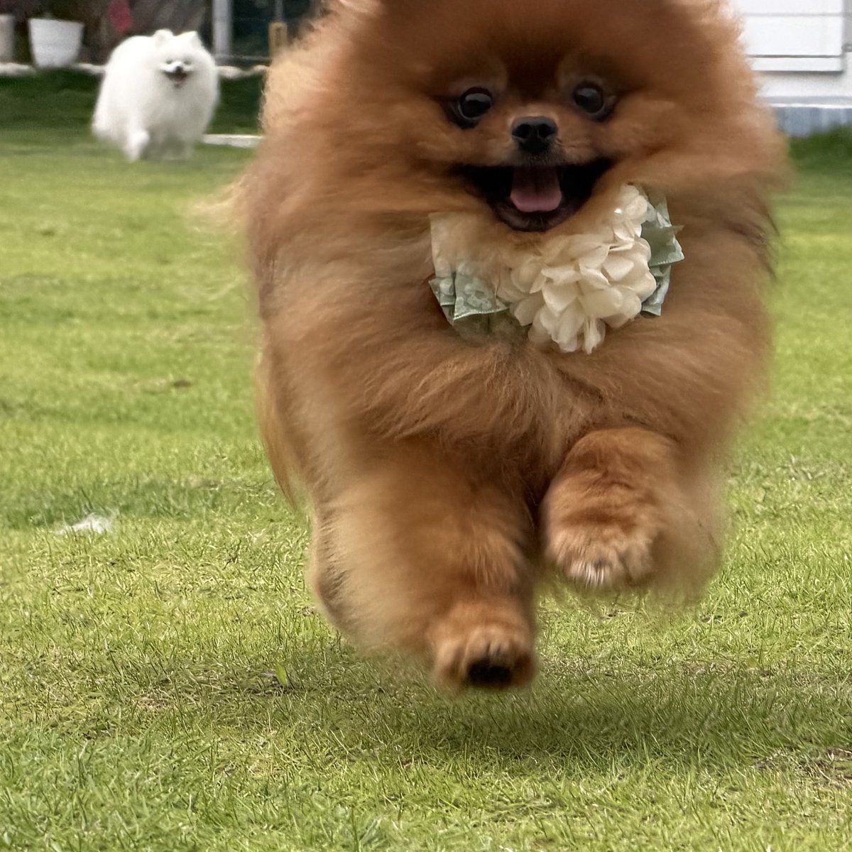 tanunpo's tweet photo. パターン青！体当たりきます！
#ポメラニアン #pomeranian https://t.co/bi79H629Im