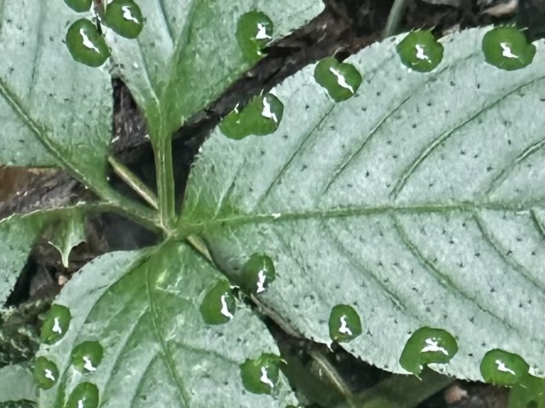 ajuk1753's tweet photo. 潤う森の🌿秘密…

山中で溢水（いっすい）
溢液現象を初めて👀見て感動❣️
調べてビックリ‼️
人間界に応用されてた😆 https://t.co/IQtHkhTsDS