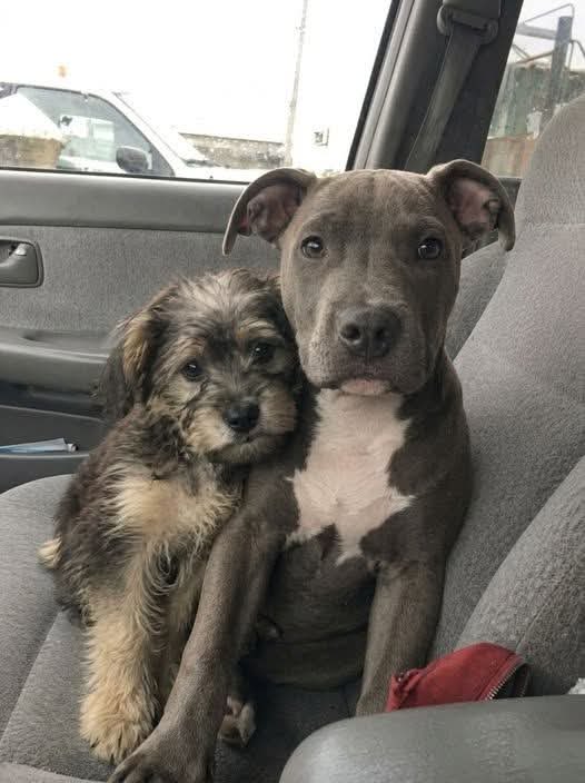 kayakestable's tweet photo. Ese sábado fui al refugio con un plan claro ya en mente. Había elegido a mi perro en línea: un mestizo de Pitbull fuerte y guapo, con ojos gentiles y expresivos. Incluso había empezado a llamarlo Bruno antes de conocerlo.

En mi mente, todo parecía simple. La puerta del kennel se abriría, él vendría directamente hacia mí con la cola meneándose, y nos iríamos a casa juntos. Ya me imaginaba haciendo caminatas y teniendo un compañero leal a mi lado.

Pero cuando el voluntario abrió la puerta, nada salió como lo había imaginado. Bruno no se movió. Ni cola meneándose, ni emoción. Solo se quedó allí en el concreto, soltó un sonido suave e incierto, y bajó la cabeza.

Confundido, me acerqué más. “Vamos, amigo”, dije suavemente, extendiendo la correa. Me miró por un momento, luego miró más allá de mí. Cuando seguí su mirada, vi a un cachorrito mestizo diminuto acurrucado en la esquina, tratando de hacerse invisible.

El pequeño cachorro, tal vez de ocho semanas, estaba temblando. Sus ojos estaban fijos en Bruno, y Bruno lo observaba con la misma intensidad.

Fue entonces cuando lo entendí. No solo compartían un espacio. Eran el consuelo el uno del otro. En un refugio ruidoso y abrumador lleno de perros ladrando, habían encontrado una sensación de paz mutua.

Bruno no estaba siendo terco. Solo no quería dejar a su amigo atrás. Sin un solo sonido, lo dejó claro: no se iría a ningún lado solo.

En ese momento, ya no se sentía como una elección. Se sentía como lo único que había que hacer.

Me volví hacia el personal, tomé aire y pregunté: “¿Es posible adoptar a los dos?” El voluntario sonrió y dijo que habían estado esperando que alguien lo hiciera. Los dos dormían acurrucados juntos todas las noches.

Después de que se completó el papeleo y todo quedó finalizado, salieron del refugio uno al lado del otro, manteniéndose cerca, tal como siempre estuvieron destinados a estar.