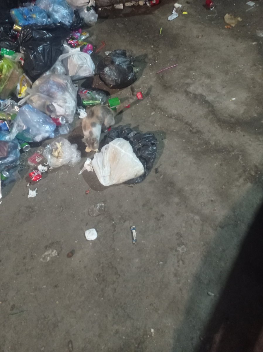 AhmedAr73914712's tweet photo. Hi everyone, I hope you're all well. I'm begging you to help me, my family, and the cats 🐾🙏 by sharing and donating through the link. I'm begging you, you're my only hope to help these stray cats. Please help me 🍉🍉🙏🙏😭😭🐾🐾🐾🐾🐾🐾
Donate here 👇👇
https://t.co/ndiBbOvBwB https://t.co/imNVOTy1td