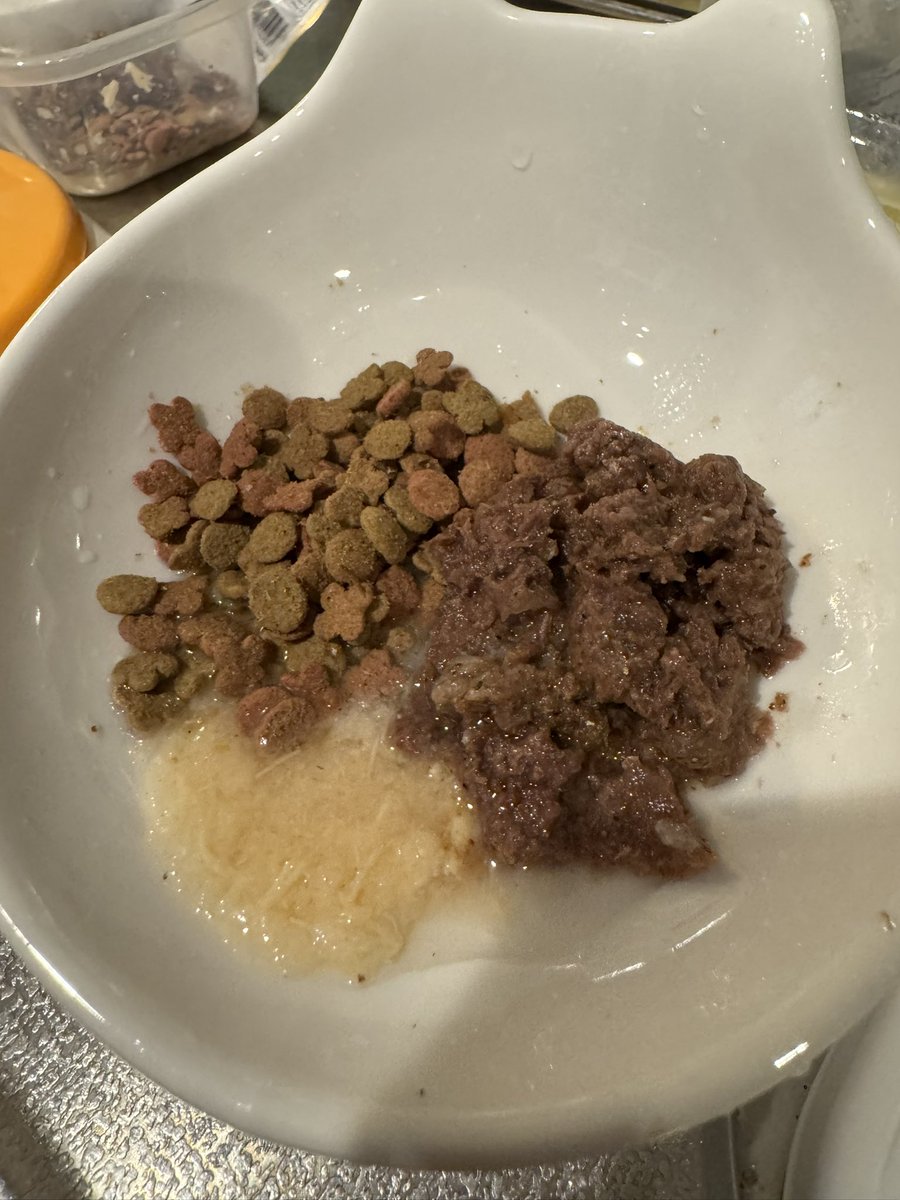 n_nekoyashiki's tweet photo. にゃんこたちの　朝食の準備中にゃ😊

かりかりに　まぐろ缶詰　鳥ささみペースト　仕上げに　イワシ粉をトッピング😌 https://t.co/BsGk1XX7D4