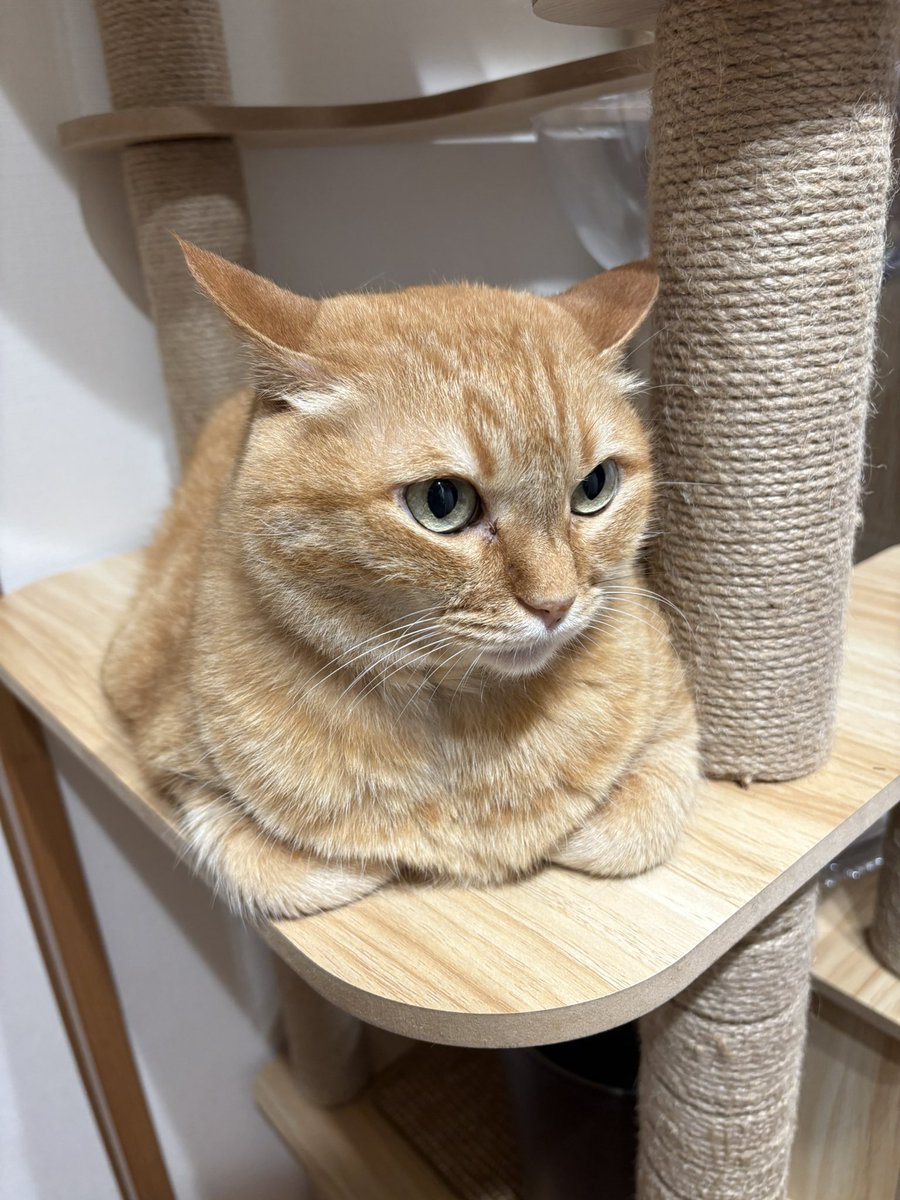 すずつむふう【我が家の可愛い猫's】 (@kagisuzu0531) / Posts / X