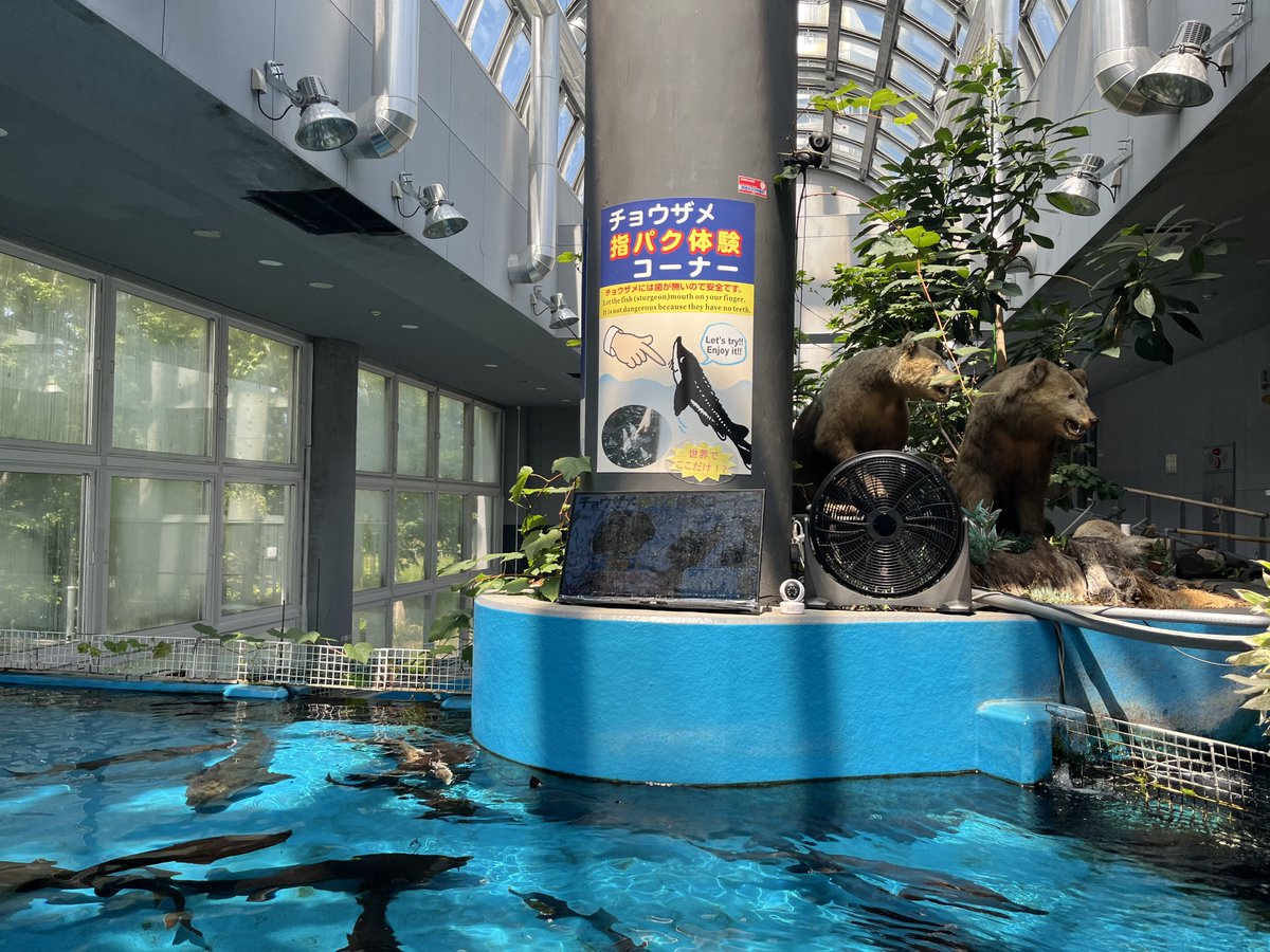 tonio_is_here's tweet photo. 北海道の辺境の地にある水族館『標津サーモン科学館』にやっと行けたので、レポ記事を書きました。
3粒イクラが建物に乗ってるだけでもう最高なのに、チョウザメに指を食わせたり、北方領土が見れる展望室があったり、本州じゃ見れない経験がたくさんできるのでオススメです。 https://t.co/A0nqmgeEYC