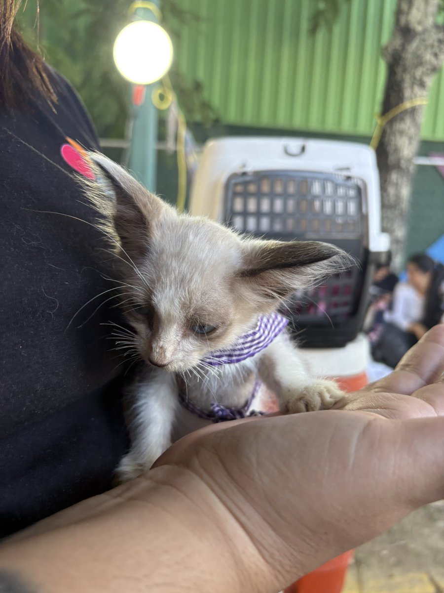 CleverSafo's tweet photo. NECESITAMOS TEMPORAL

Tenemos gatitos rescatados/abandonados de las zonas afectadas. Están en Caracas, se requiere temporal mientras se ubican hogares permanentes.

+58 424-2042786 https://t.co/Od2PCJoEc6
