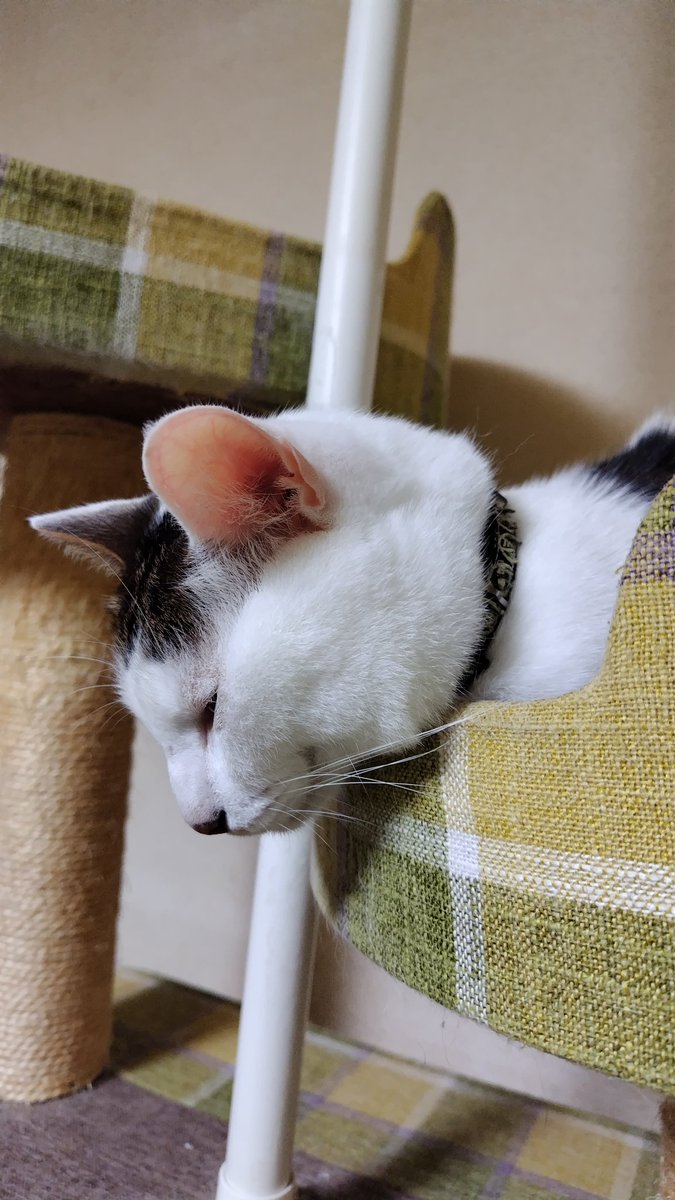 mocononga's tweet photo. おはちゃちゃ〜il||li ☂ il||li https://t.co/eHQARVtoQz
