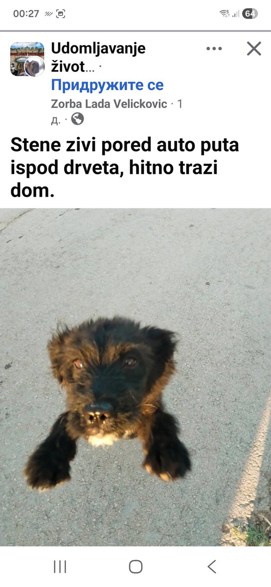 zaboravii6's tweet photo. Udomljavanje  Niš https://t.co/cIBKToNO1F