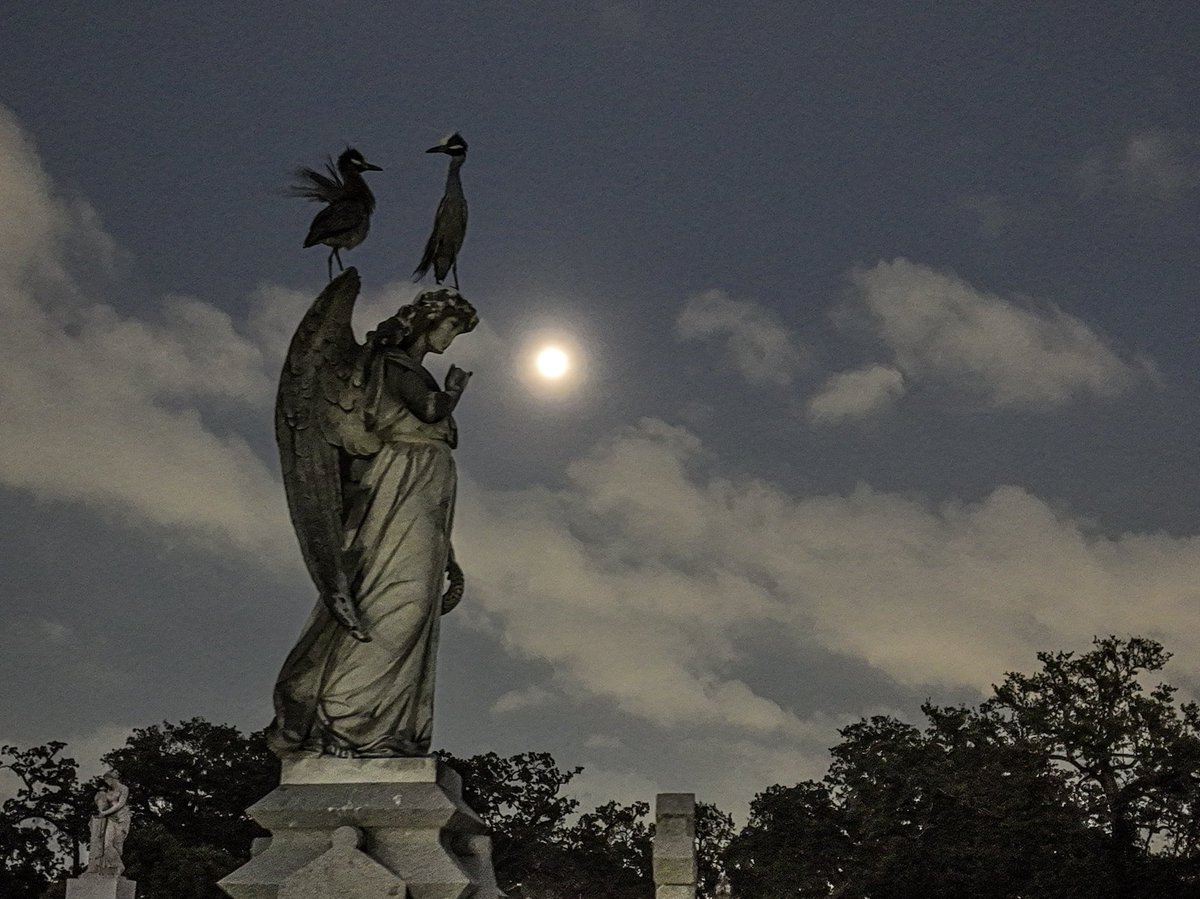marcorasi1960's tweet photo. Night herons on an angel, St Louis Cemetery No. 3, New Orleans https://t.co/HK2FzCTzBl