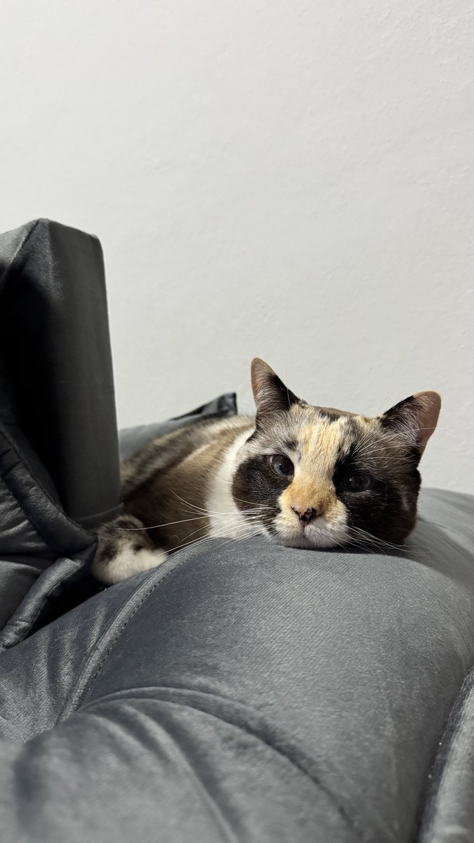 pfvrnebrenda's tweet photo. a gata anti suicídio que me deram quando tinha 16 anos funcionando até hoje 💋 https://t.co/JKQHGxH2VU