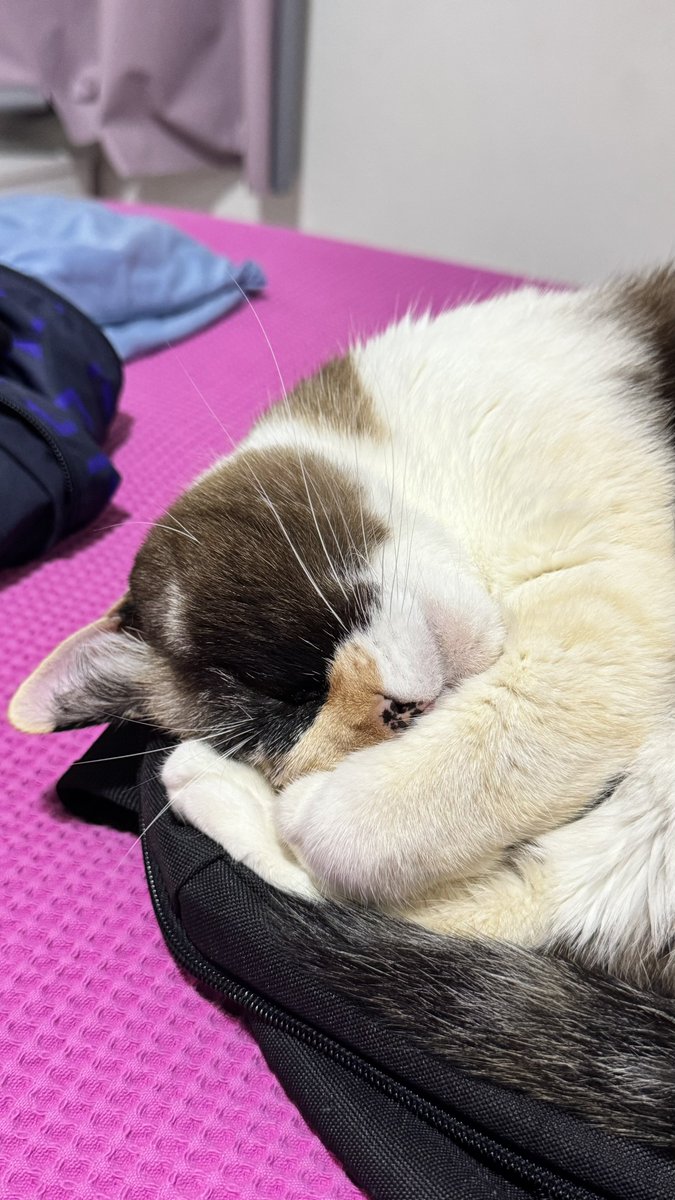 pfvrnebrenda's tweet photo. a gata anti suicídio que me deram quando tinha 16 anos funcionando até hoje 💋 https://t.co/JKQHGxH2VU