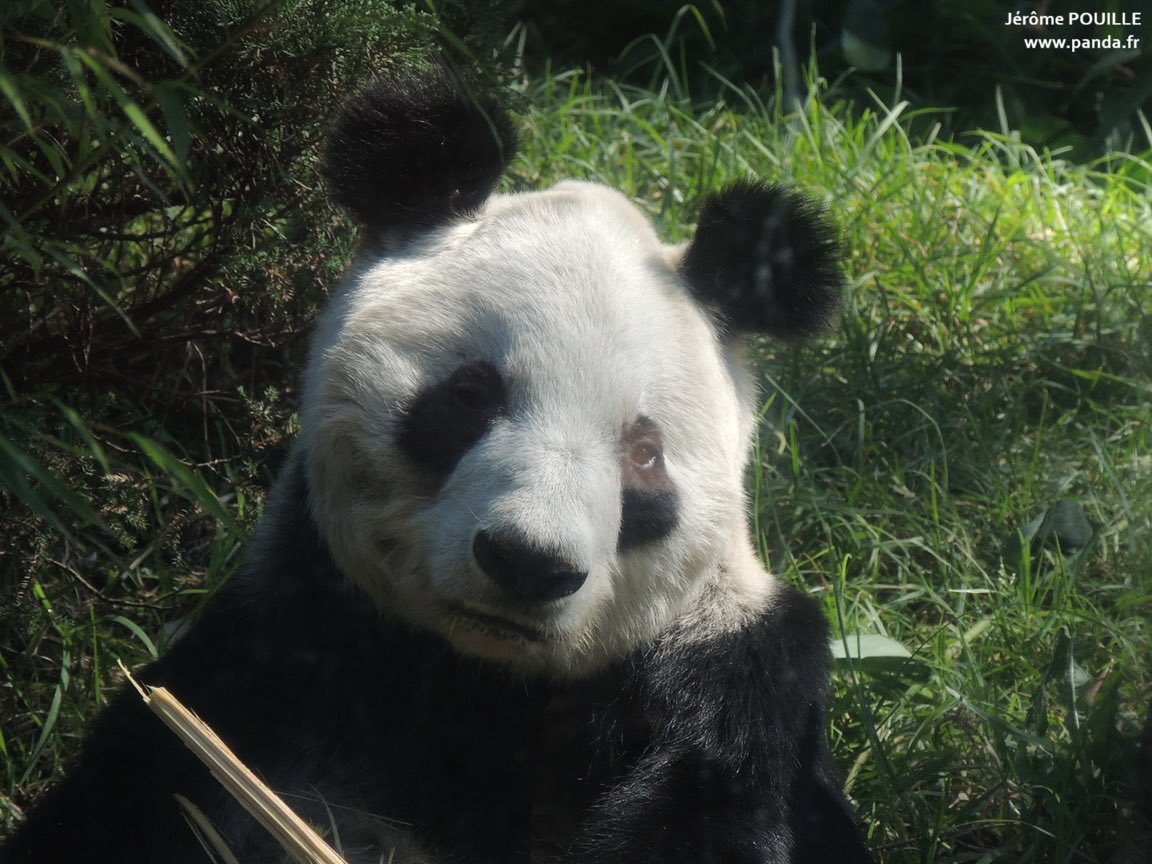 PANDA