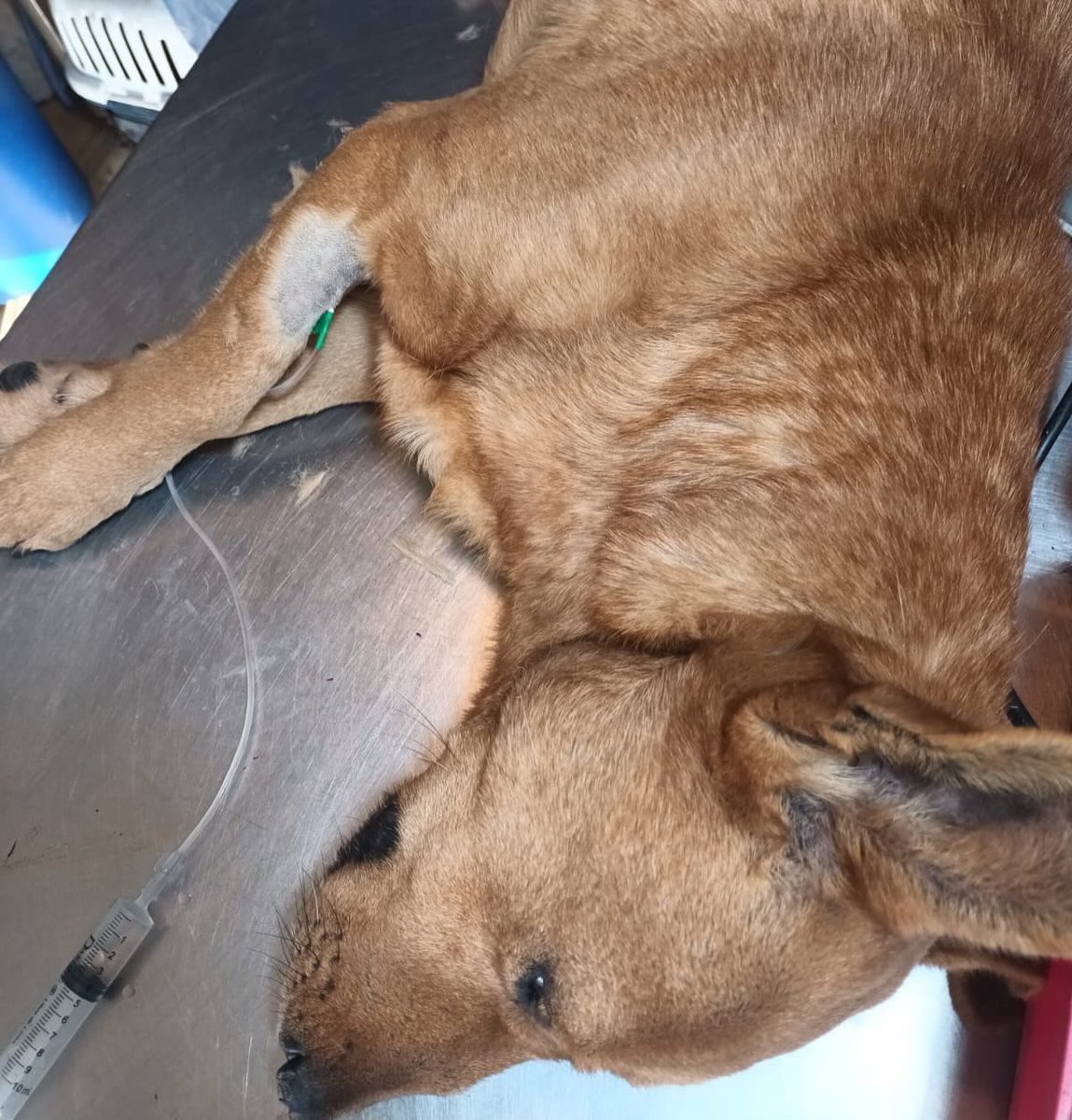 OMFA_Refugio's tweet photo. Salvador salió bien de la operación (tapamos la zona de la cirugía porque sino nos sensuran la publicación) está recuperándose muy bien. 
Pity se descompensó en la cirugía. Su tumor era un osteosarcoma enorme muy avanzado y ramificado. https://t.co/AZjENfzlr7