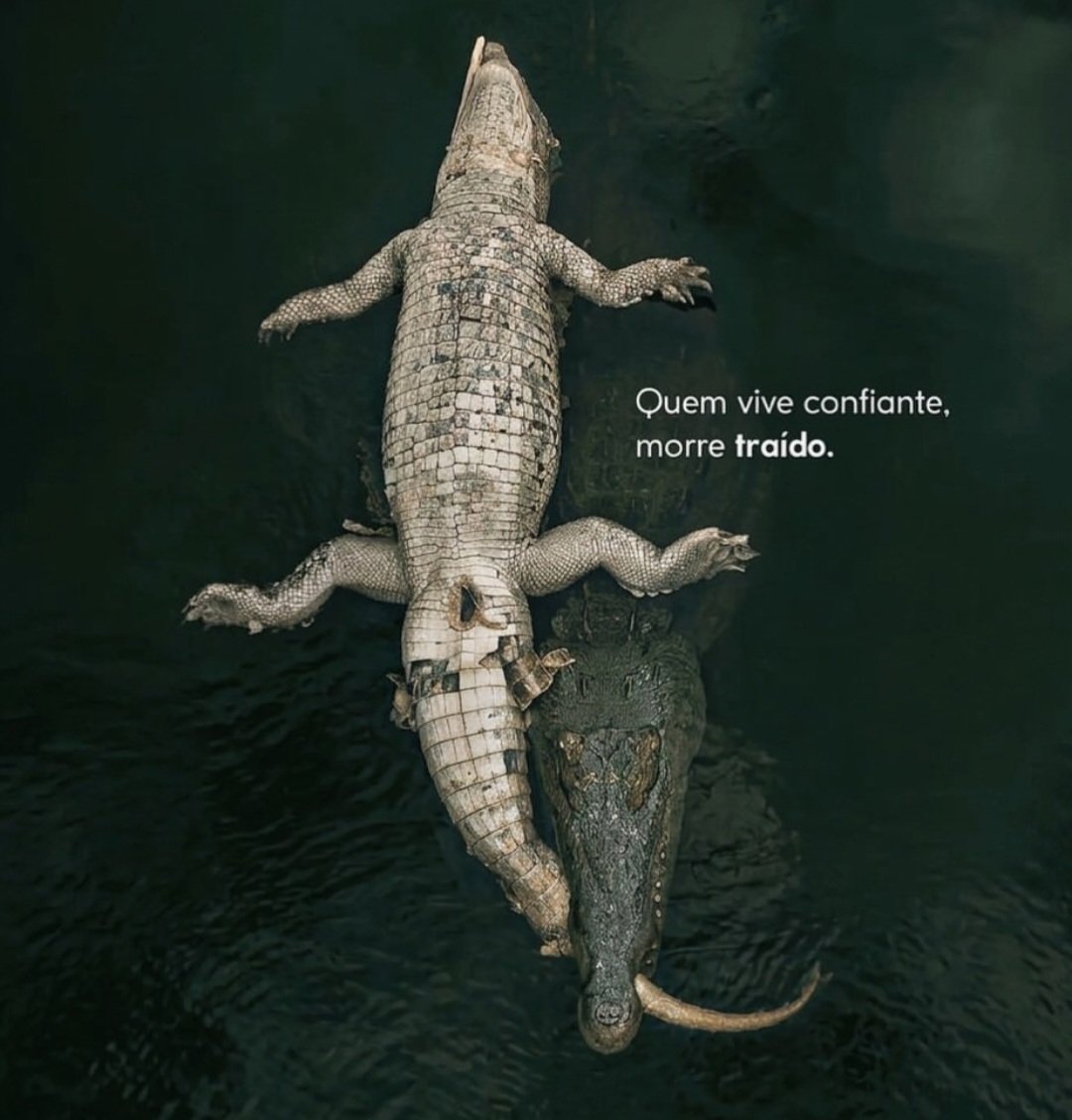 japa_DaVL's tweet photo. 👀🐈‍⬛outro🐟 https://t.co/BJ4nbknbJp