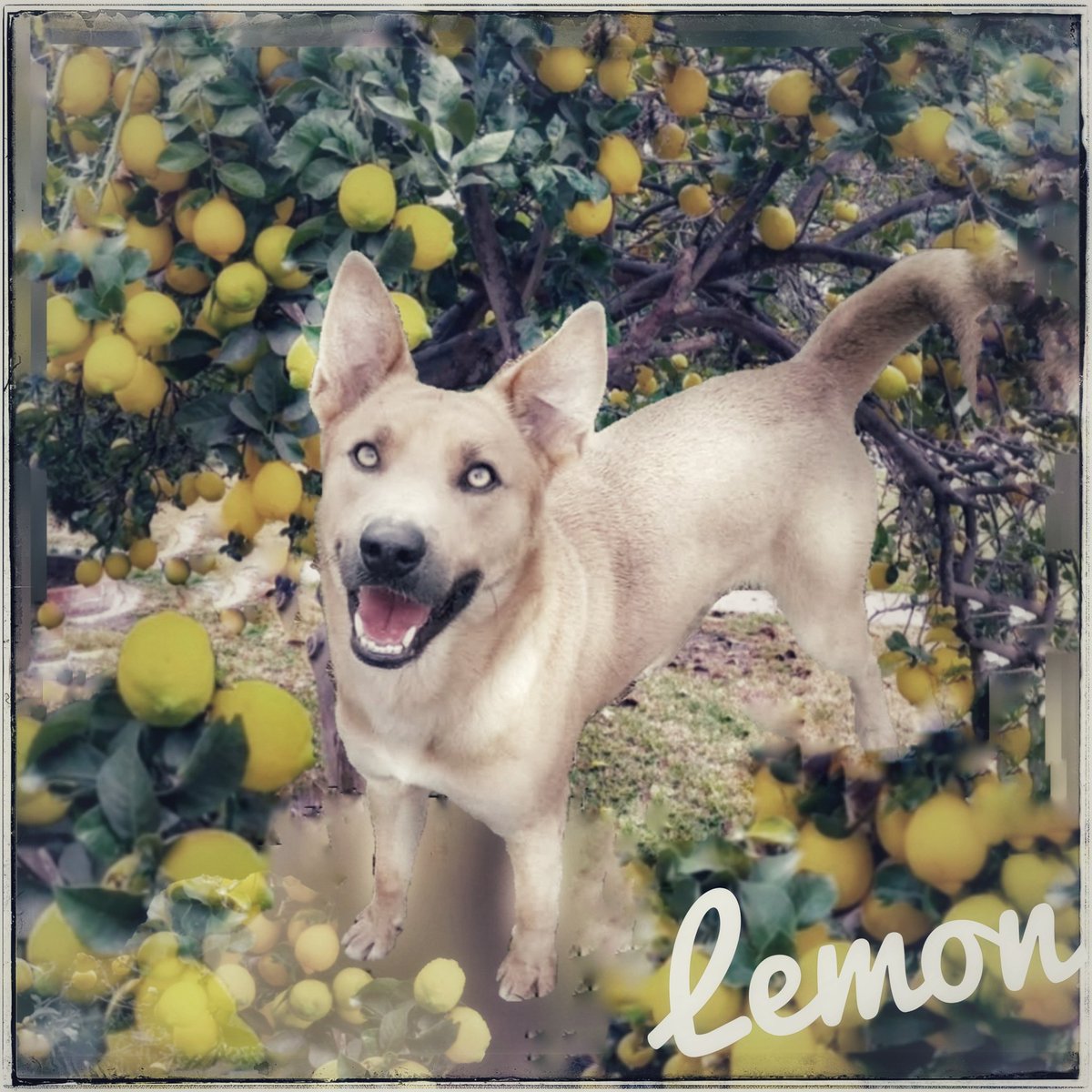 rothfarms's tweet photo. 🚨 🍋  LEMON needs a HERO #A387230 3yo Carolina Mix, healthy, neutd, absolutely delightful BREATH of FRESH AIR Loves to play, smart and affectionate. 

NEEDS immediate ResQ💉

Plz HELP LEMON🍋 attract a ResQ and PLEDGE here.  

Adopt LEMON 🍋 at CORPUS CHRISTI AC 📞361-826-4630 https://t.co/cTC5xWQCr8