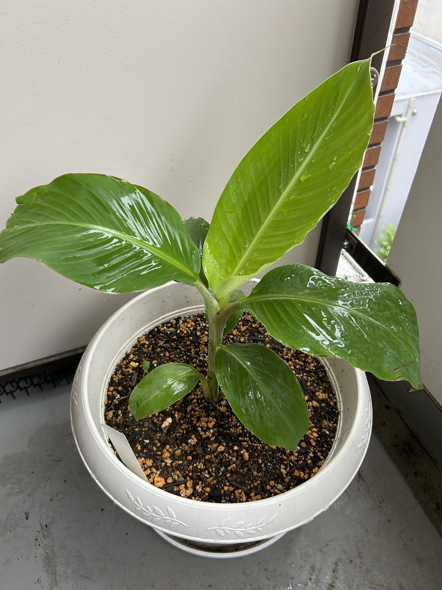 Ogawa_Hal's tweet photo. おはるーごぜえます！
本日はおリハです💪🔥

ドワーフナムワーハーディー🍌の南無ちゃん、新しい葉っぱがしっかりと出てくれました😍
大きくてピンとした葉っぱ、見ていて気持ちがいいですな😌
観葉植物みもあるね！ https://t.co/eOjKAK9Idf