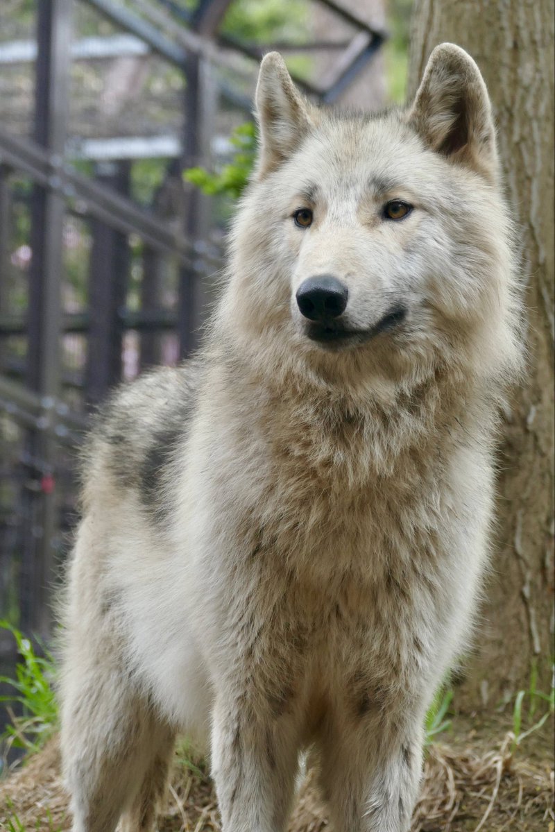 lycaon_remuru's tweet photo. 今日も一日が始まる...🐾
#シンリンオオカミ #カエデ #円山動物園　2023.5 https://t.co/wy5ErL8I9V
