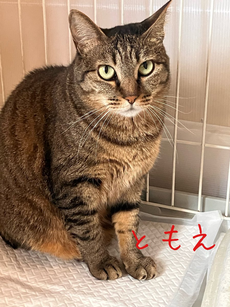 上野ここ　ねこたまご　白猫 非営利型 一般社団法人 ねこたまご (@nekotamago_) / Posts / X