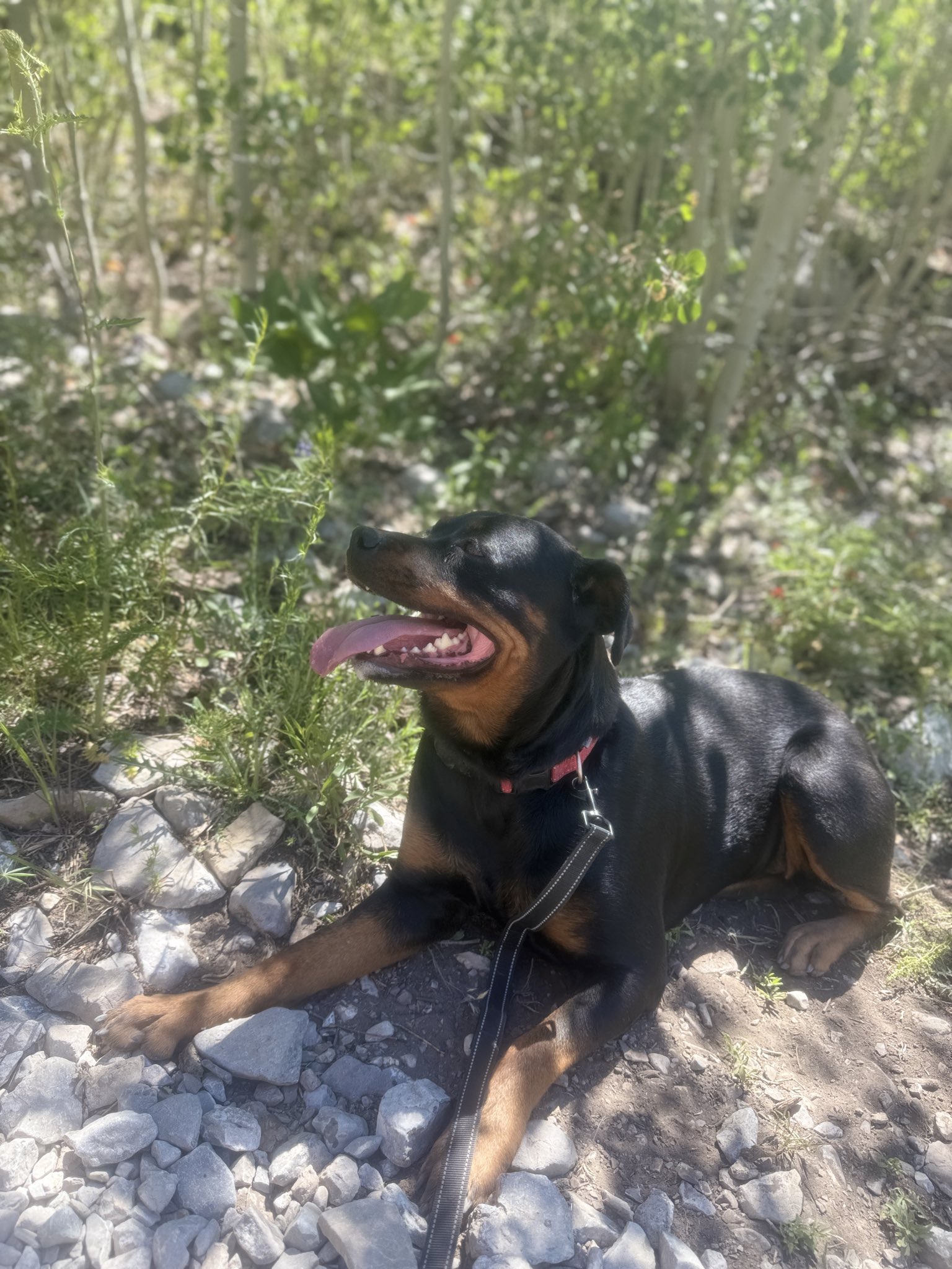 2 pic. 🗻🐕 https://t.co/X5r9fesTXf