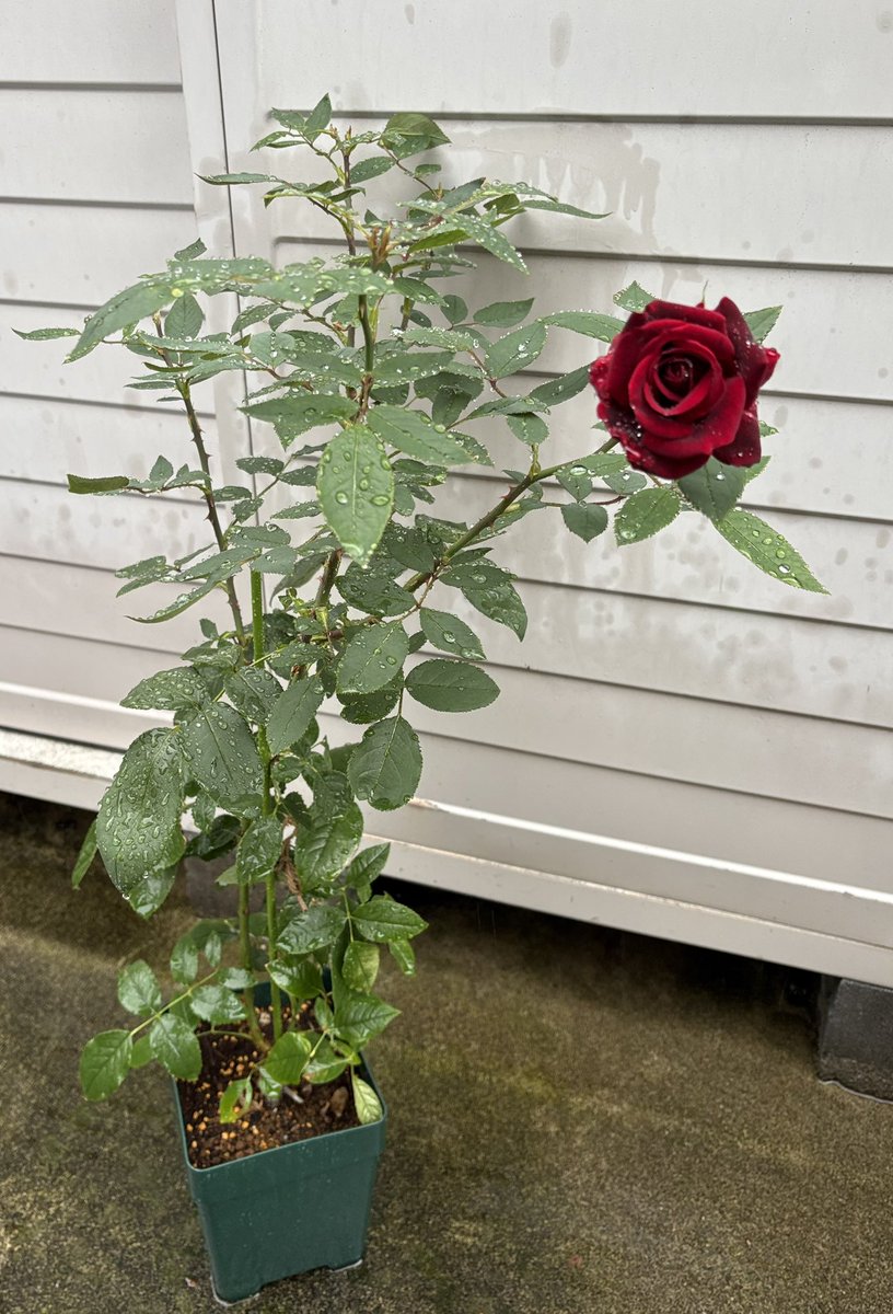 _Mobius8's tweet photo. 5月末に #ロサオリエンティス さんから我が家にお迎えしたYOSHIKIさんの薔薇「紅」。6月に初めての蕾がついて、ついに今朝花開きました。黒味をおびたビロードのような花びらに雫がついて美しい🌟　初めて咲くのが雨の日って、やっぱりYOSHIKIさんの薔薇だなあ🌹
#YOSHIKI   @YoshikiOfficial https://t.co/AYRm0LqUHr