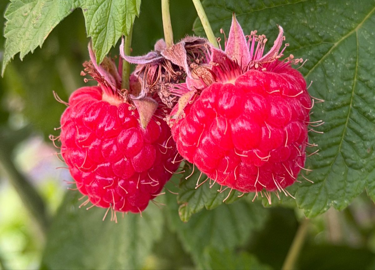 odate_raspberry's tweet photo. おはようございます
現在収穫中です🤏
やっぱりサウスランドはうまい😋 https://t.co/dMnh5y8J5P