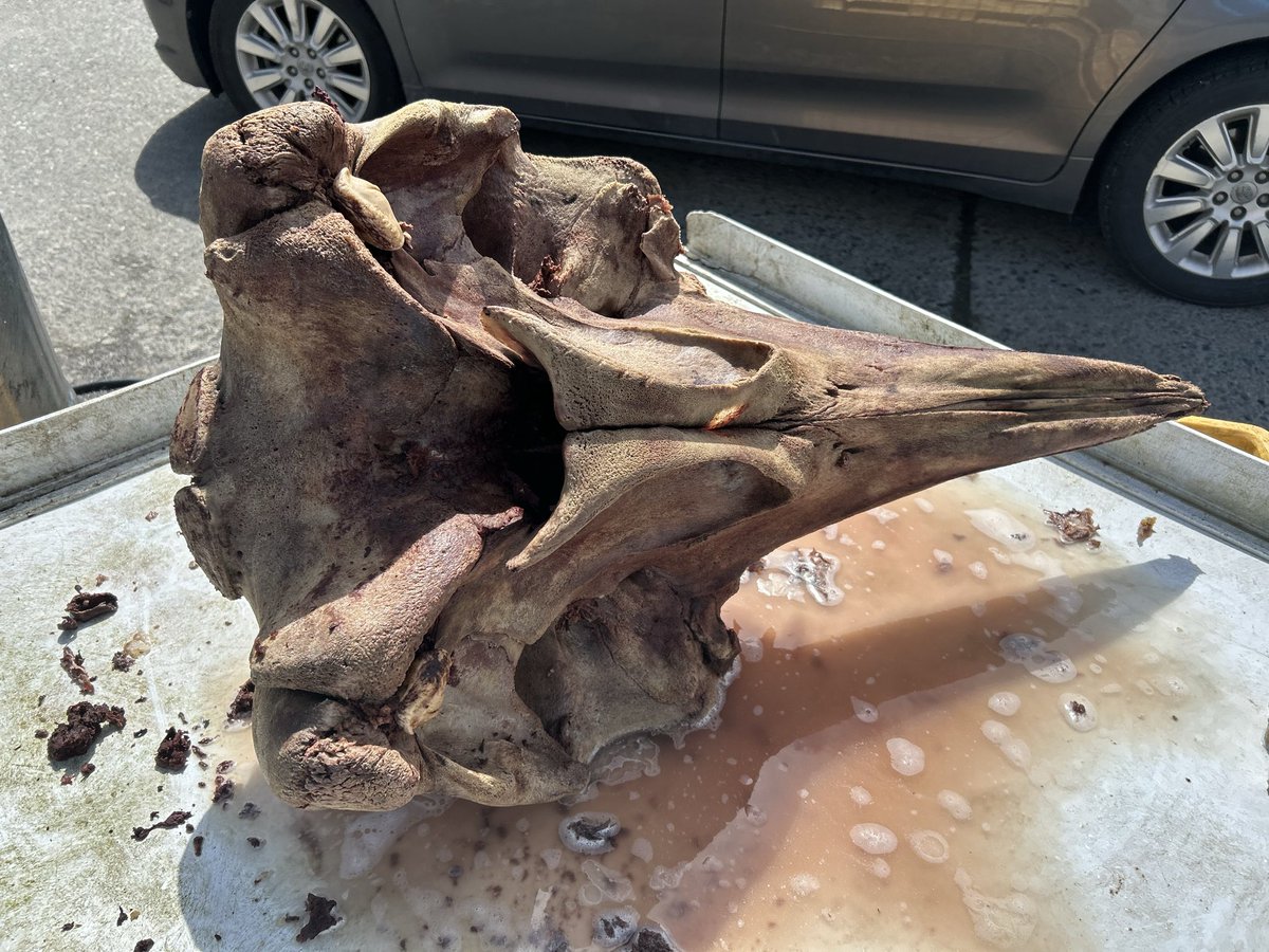 ziphiids's tweet photo. // dead animal

clocking in at cleaning a goose-beaked whale skull today https://t.co/Jf10XlfRZH