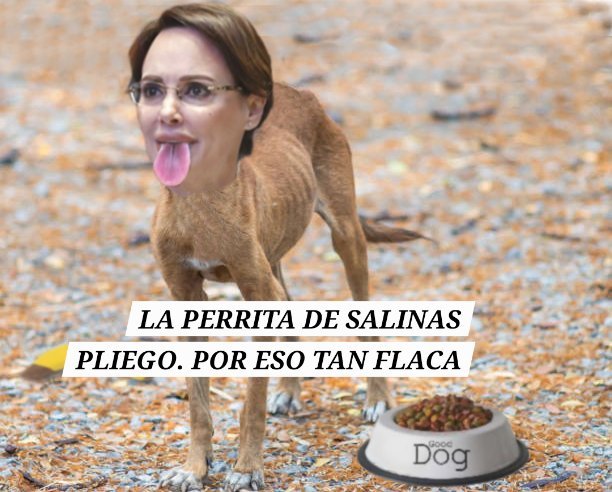 darroyog101's tweet photo. @DnielleCabrera #LaPerritaDeTrump también es #LaPerritaDeAMLO https://t.co/ctJKQJ1nIV
