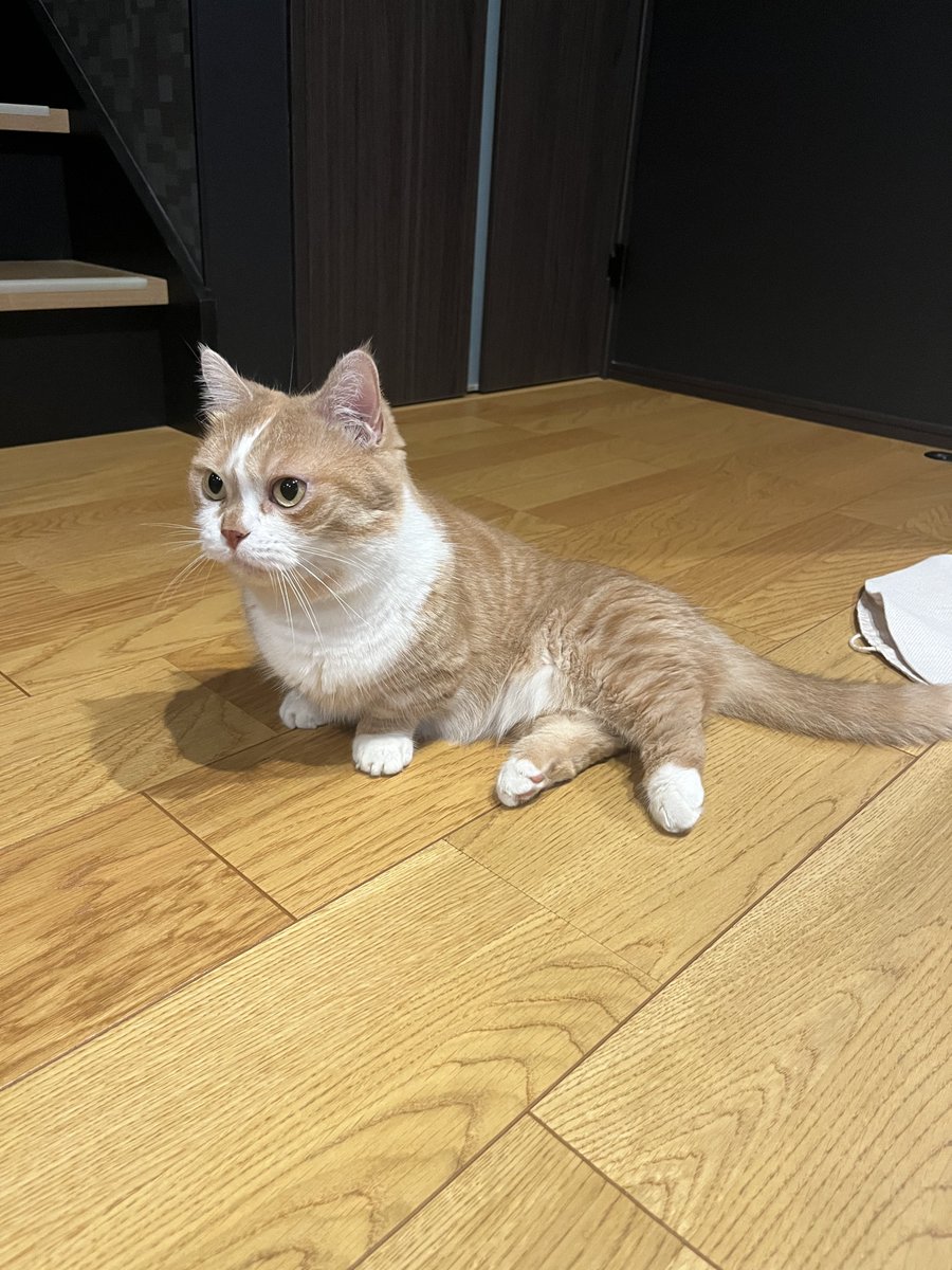 虎太郎(5歳) (@kotaro_0315) / Posts / X