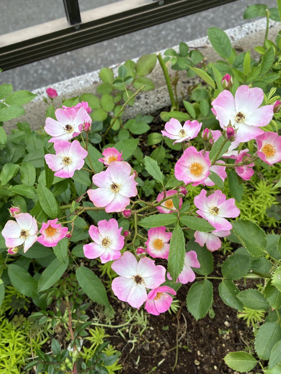 laboum2849's tweet photo. お早うございます

今日は100%の降雨
予報通り
昨日はお庭の木々の剪定消毒
除草
自分のヘアカット　通院も済ませ色々こなせて満足

今週も宜しくお願いします

#武蔵村山市　#ラブームケーキ工房

#バレリーナ　#レッドレオナルドダビンチ　#ヒーリング　#ホットココア　#薔薇　#ラブちゃんのお庭 https://t.co/wk4dJBU5as