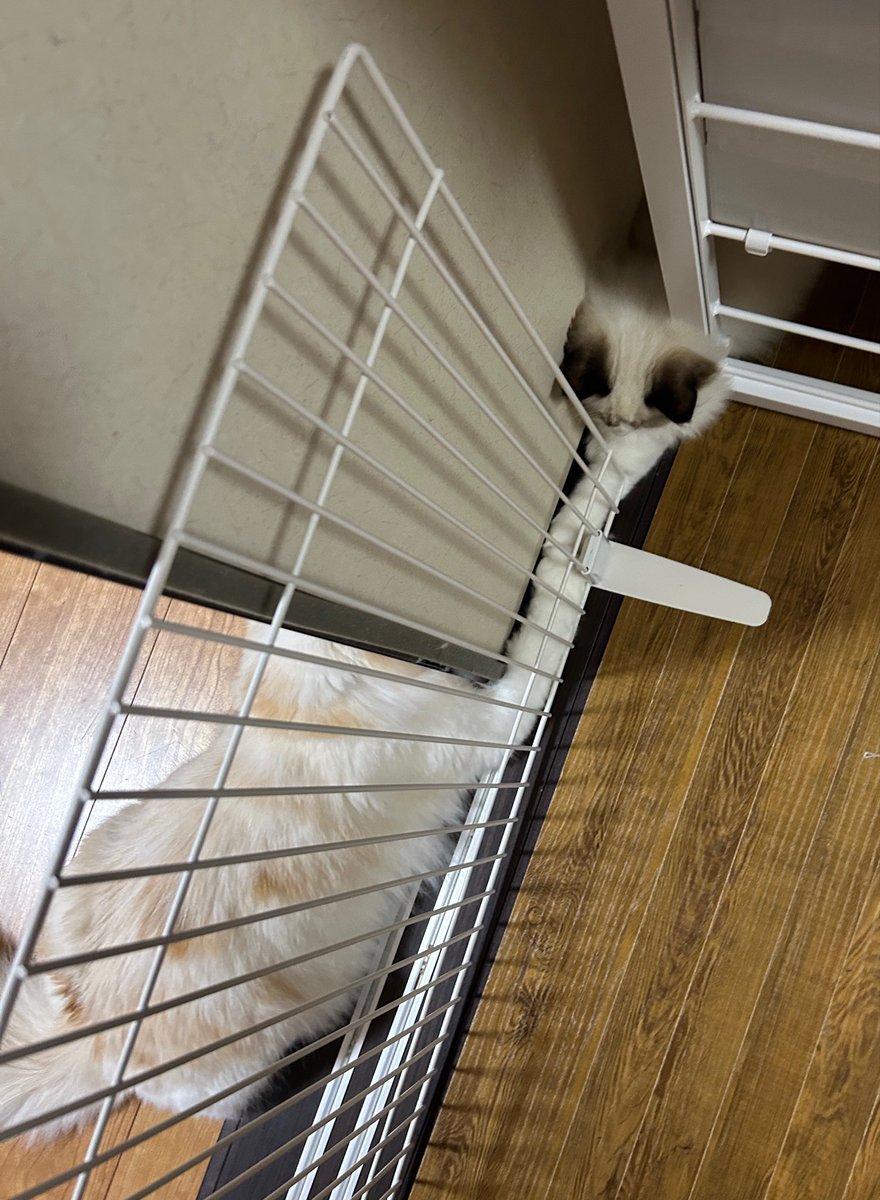 miruchi928's tweet photo. なんだぁ！？この尊い瞬間は！！ https://t.co/0GnRffCf6r