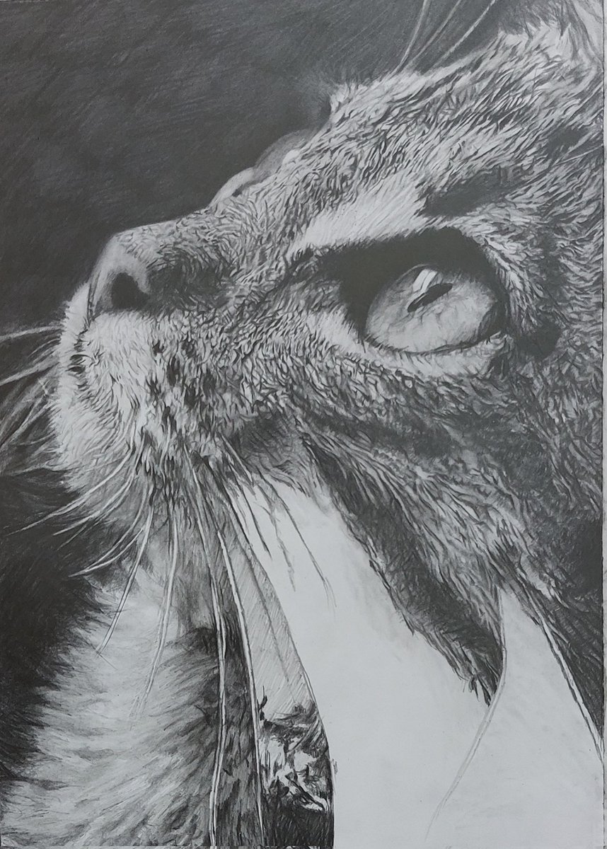 鉛筆だけで猫を描いてます🐱 #鉛筆画 #pencildrawing #模写 途中経過