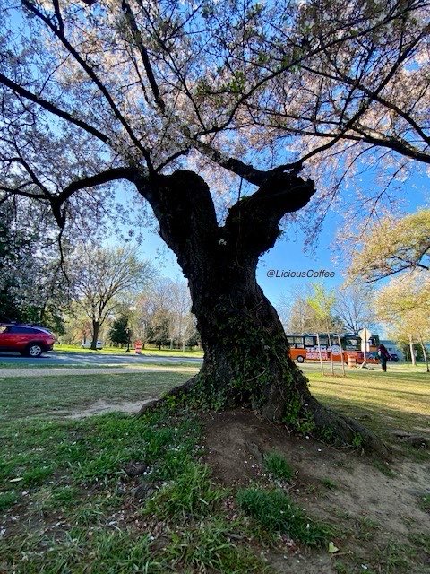 LiciousCoffee's tweet photo. The 🌎 is full of amazing contents, see it, recognize it, create IT—find Art in Nature.
🎁 I create #TreeArt
🧐Sometimes so many options—good problem to have—One🌳& 4 possible creative(s) looks. Which One🤔
#Nature #NaturePhotography #Photography #PhotographyIsArt #Tree #Park https://t.co/47ndG0H7as