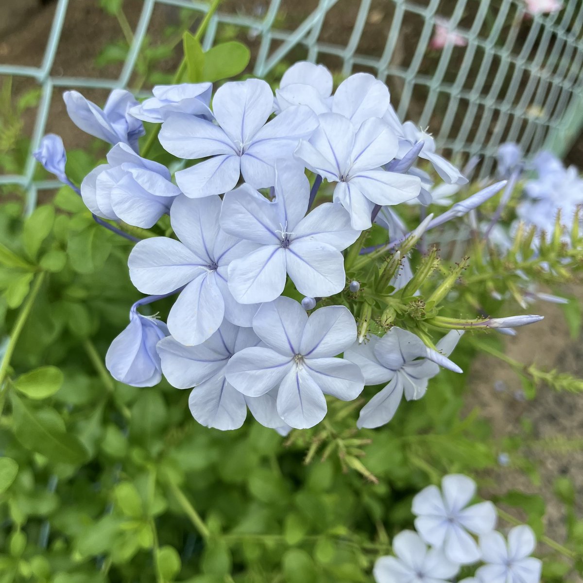 jurasima's tweet photo. おはようございます
ルリマツリ https://t.co/pEWdNnz6TF