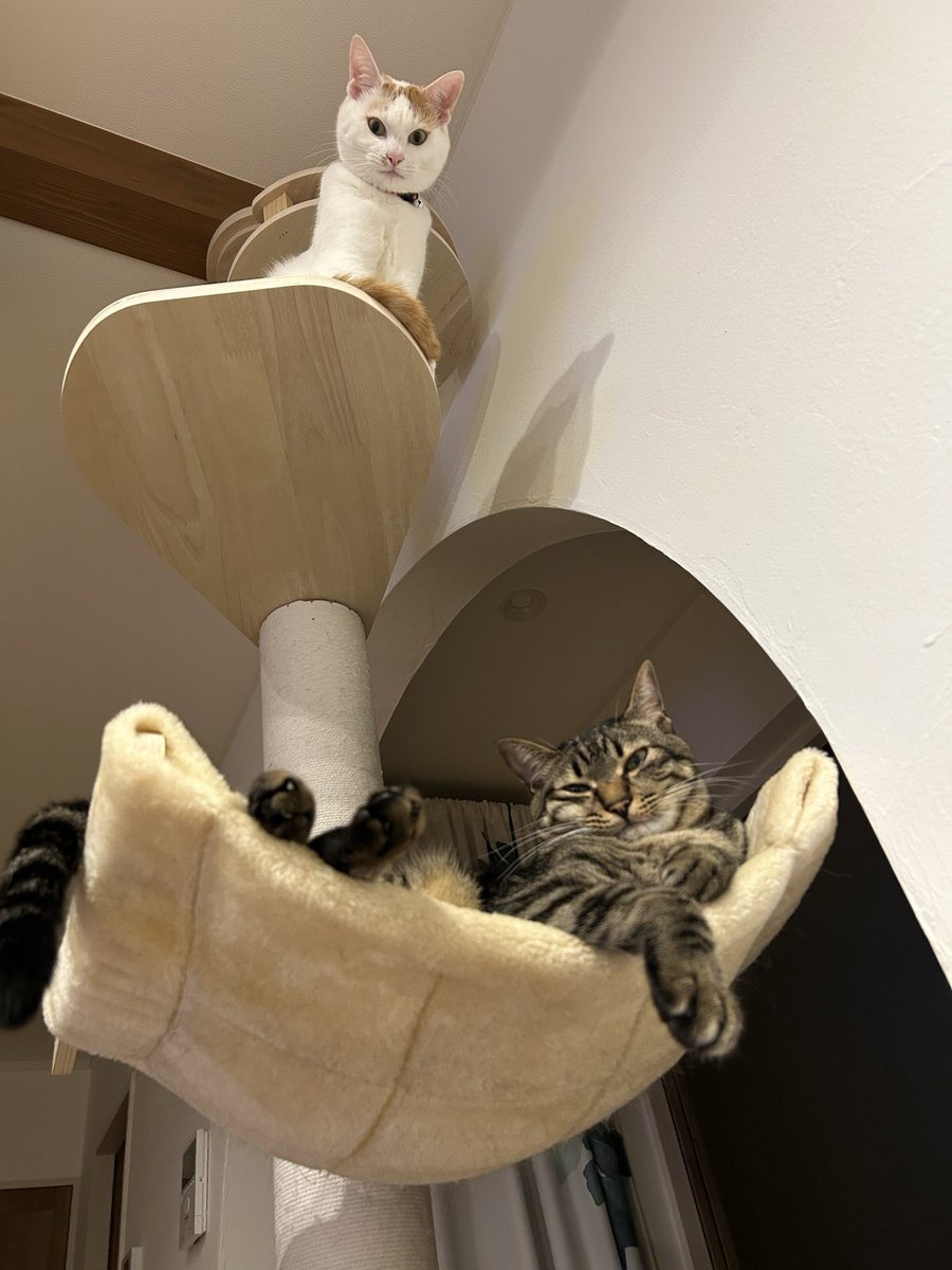 maroteto415's tweet photo. 『ソファで寝てると風邪ひくぜっ』😼🐈

って言われてそうな気がしました😅
たまにやっちゃうんですよね😅💤 https://t.co/Tcc7qFIxuq