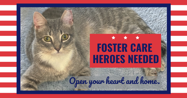 4PawsTeam's tweet photo. Could you open your heart ❤️ and home 🏠 to a rescued cat this summer? Our foster homes are completely full. We urgently need more people to sign up to be foster volunteers! 🙏
Learn more at https://t.co/U9iN4TeH2H https://t.co/zDX0nrbCSN