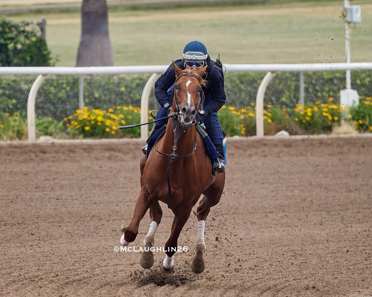 kimo16's tweet photo. Inshallah (Flightline out of Bar Of Gold)  stretching out to 4F in 48.20 this morning with Skyler Whiteshield in the Irons for trainer John Sadler and the connections at KAS Stables @santaanitapark @sadlerracing @2yovar @skyler__ws https://t.co/4j7xoIH0BQ