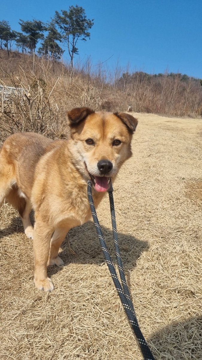 Hamokjeong's tweet photo. 임보는 한 생명의 삶을 바꿔줄 수 있는 소중한 기회입니다

3년째 가족을 찾는 뽀로로입니다
사람을 두려워하는 아이가
점점 사람을 좋아하게 되는 과정을
함께하는 것 또한 아주 큰 기쁨입니다

뽀로로 가족 만나는 길,
6개월 임보로 함께해주세요🙏🏻 https://t.co/qONO32C1HI