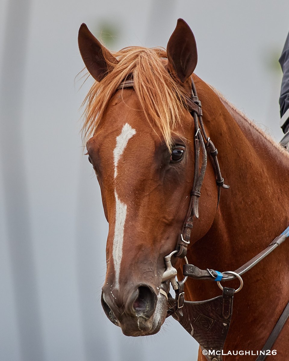 kimo16's tweet photo. Inshallah (Flightline out of Bar Of Gold)  stretching out to 4F in 48.20 this morning with Skyler Whiteshield in the Irons for trainer John Sadler and the connections at KAS Stables @santaanitapark @sadlerracing @2yovar @skyler__ws https://t.co/4j7xoIH0BQ