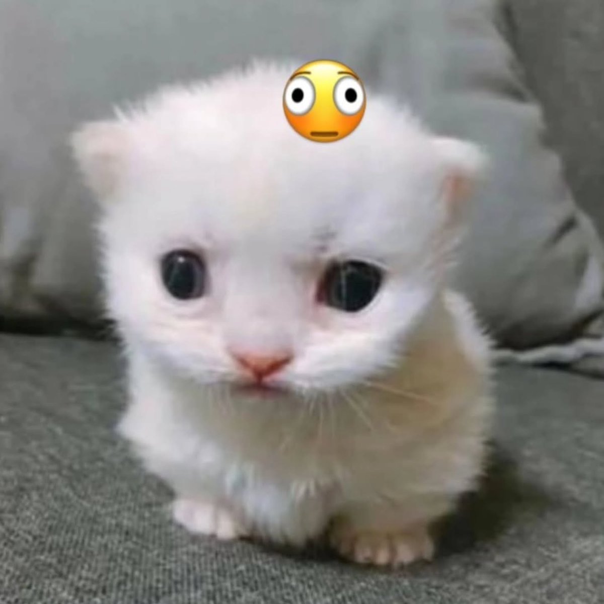 catsworldaura's tweet photo. https://t.co/0RUNYI5sZR