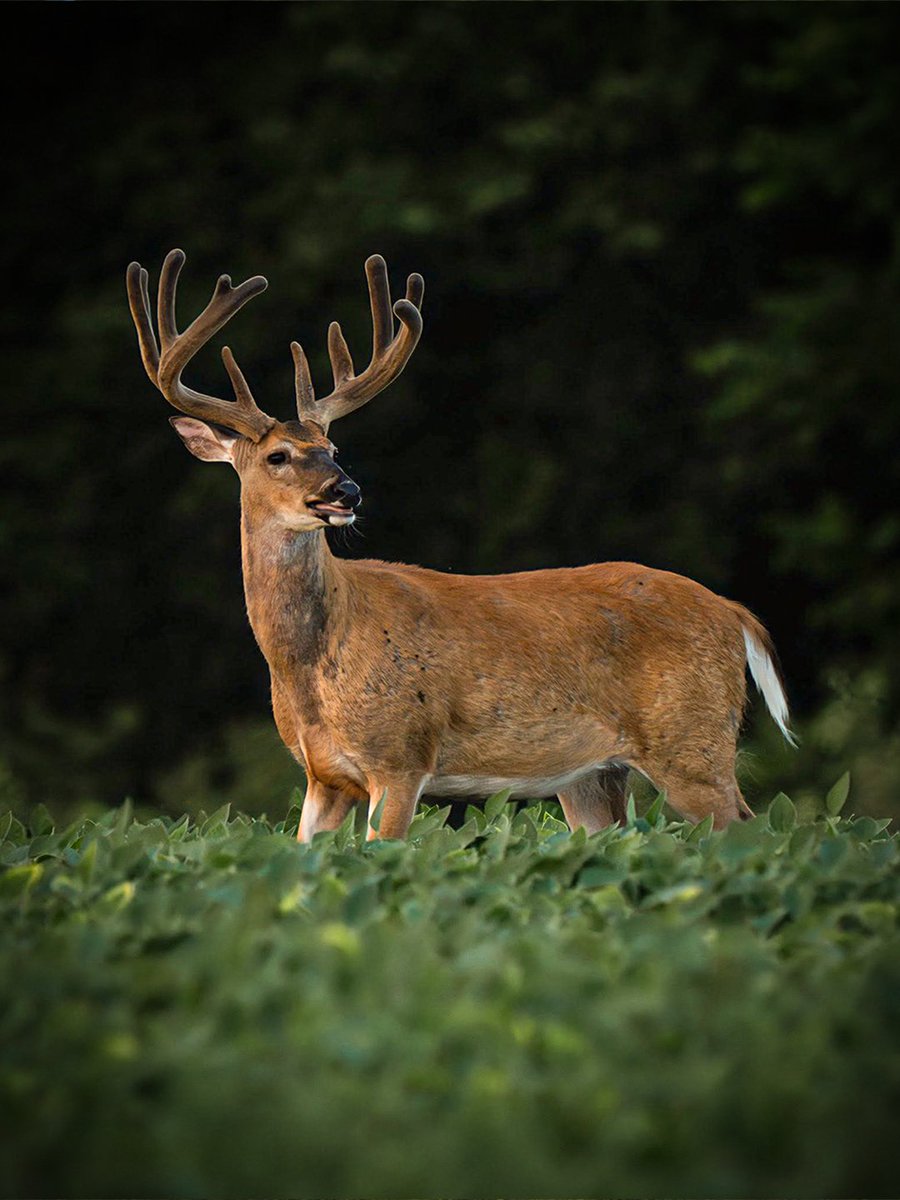 Realtree tweet media