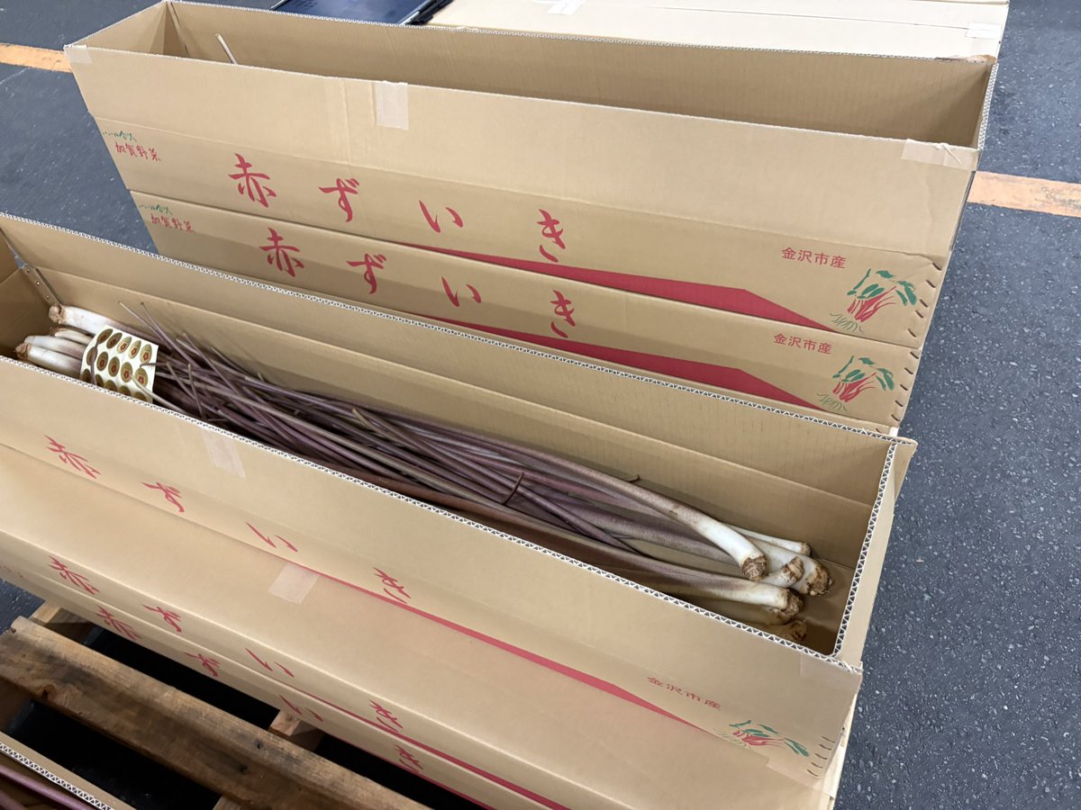 金沢市中央卸売市場からお届け！ 本日、加賀野菜の赤ずいきの初セリが