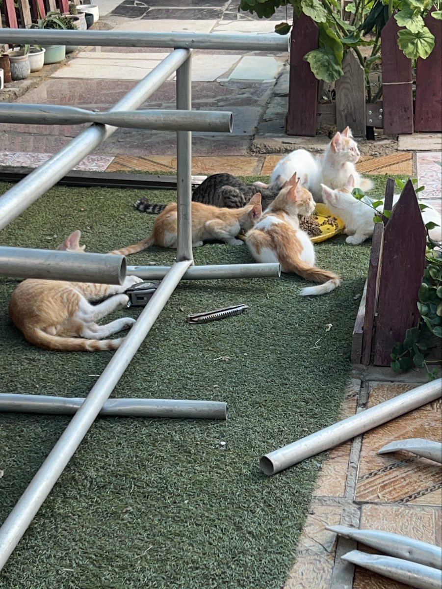RescueCare's tweet photo. They run to us every time they hear our footsteps, hoping there will be food waiting for them.🐾🥹🫂 In Gaza, these innocent cats and dogs have already lost so much, but they still haven’t lost hope.✨🕊️ Every day we fight to keep their bowls full and their hearts safe, but we can’t do it alone. Please help us keep them alive.🙏❤️🐈🐕🇵🇸
PayPal: https://t.co/Lzv7nazr6v
GoFundMe: https://t.co/MKk58SRPaQ
Every donation saves lives. Every RT gives them hope.❤️#Gaza #AnimalRescue #Cats #Dogs #Donate #VoicelessSouls