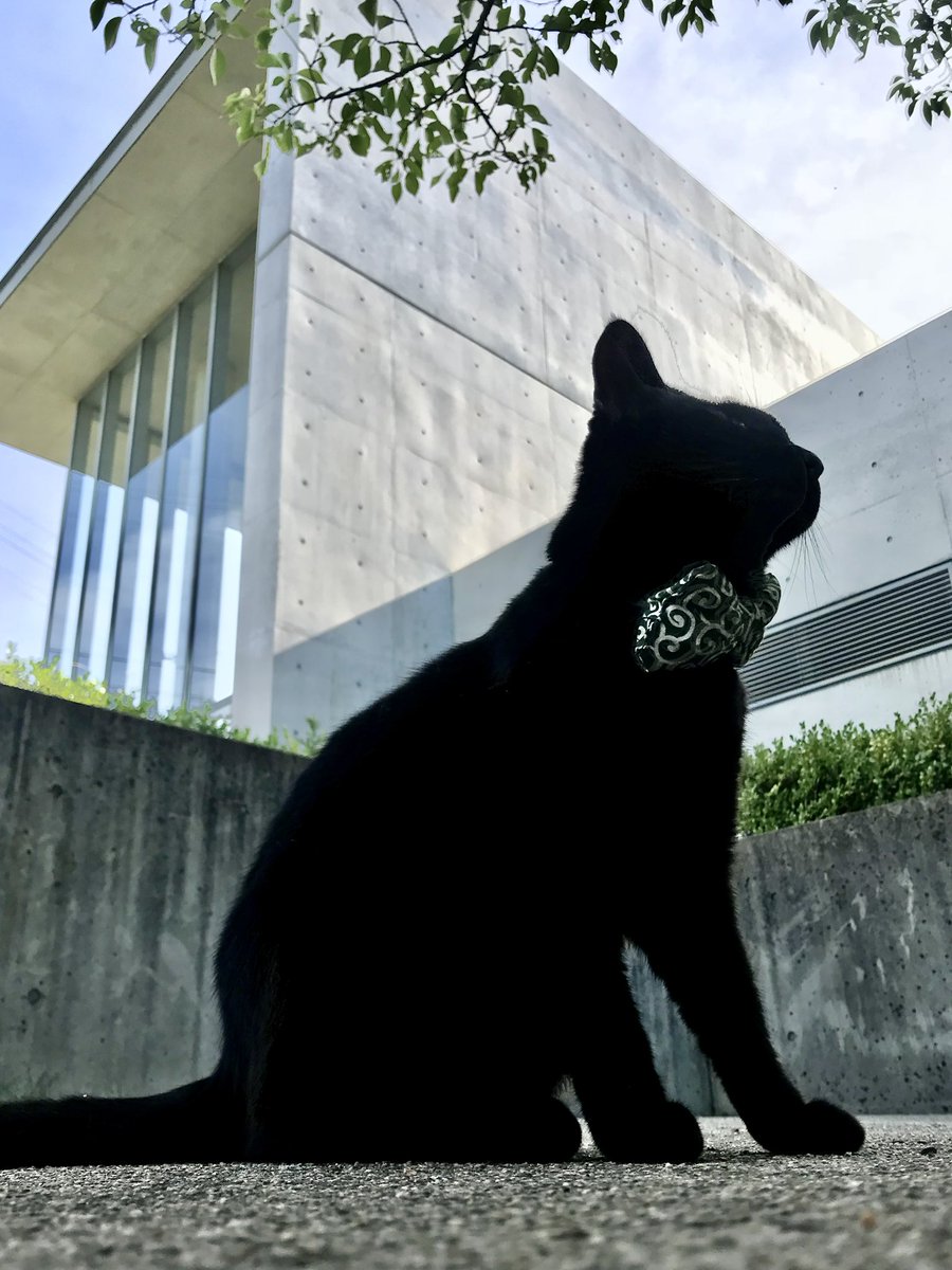 bijutsu1's tweet photo. 時をかける猫ねこ087 "Cats Who Leapt Through Time" (20180702) 

『ケンちゃん🐈‍⬛Ken-chan』ちょうど 8年前🎨朝、美術館をバックにハイチーズ📸 #尾道市立美館 #尾道 #猫 https://t.co/UKRca00pPQ