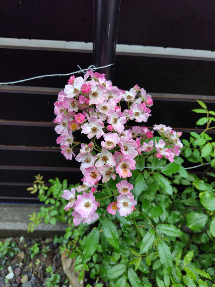 tottoko11040's tweet photo. おはようございます😊
7月２日　木曜日☂️
本降りの雨模様です
今朝の🌹たち…赤いミニバラはヨトウムシに蕾食べられてて😢病気と虫に効く粒剤を撒いてたのに😢。で　夕方直接🐛捕獲💪
さて梅雨空ですが　今日も慌てずぼちぼちと…🥤☺️ https://t.co/YgOgpCuPp0