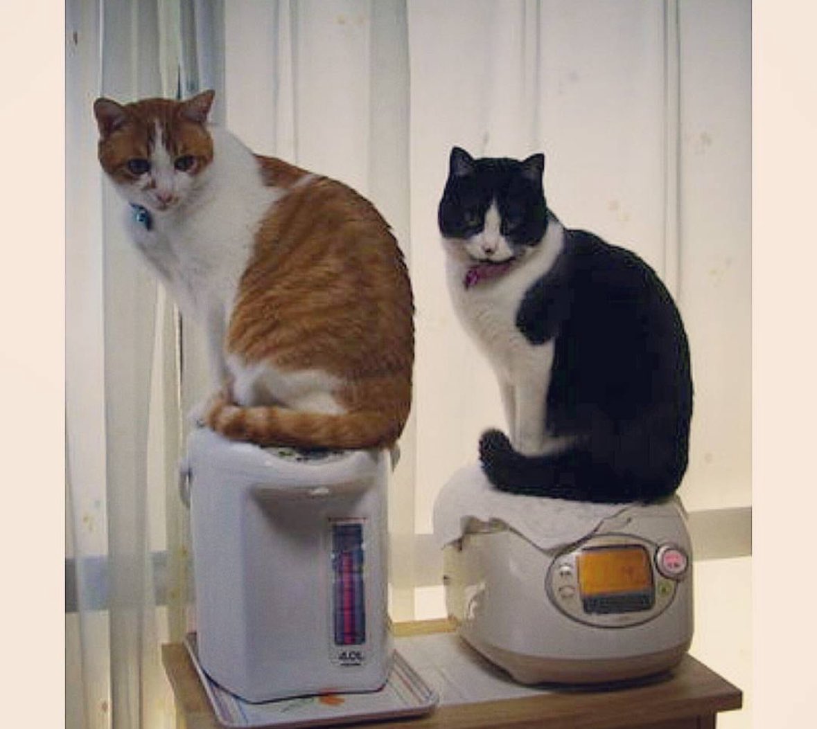 y5_y5_san's tweet photo. 実家には神妙な顔で法事に参加猫や、このせんたっきブルブル猫をはじめ他にも数匹いるがこの2匹が特に個性的。

この2匹、最初のお風呂は私が入れたんだけど、私が洗礼を行った猫はちょっと個性的になる気がしてる…法事猫は壁にばかり箱座りするし2匹とも家電に乗るのがやたらと好き https://t.co/TAtSYSXtXD