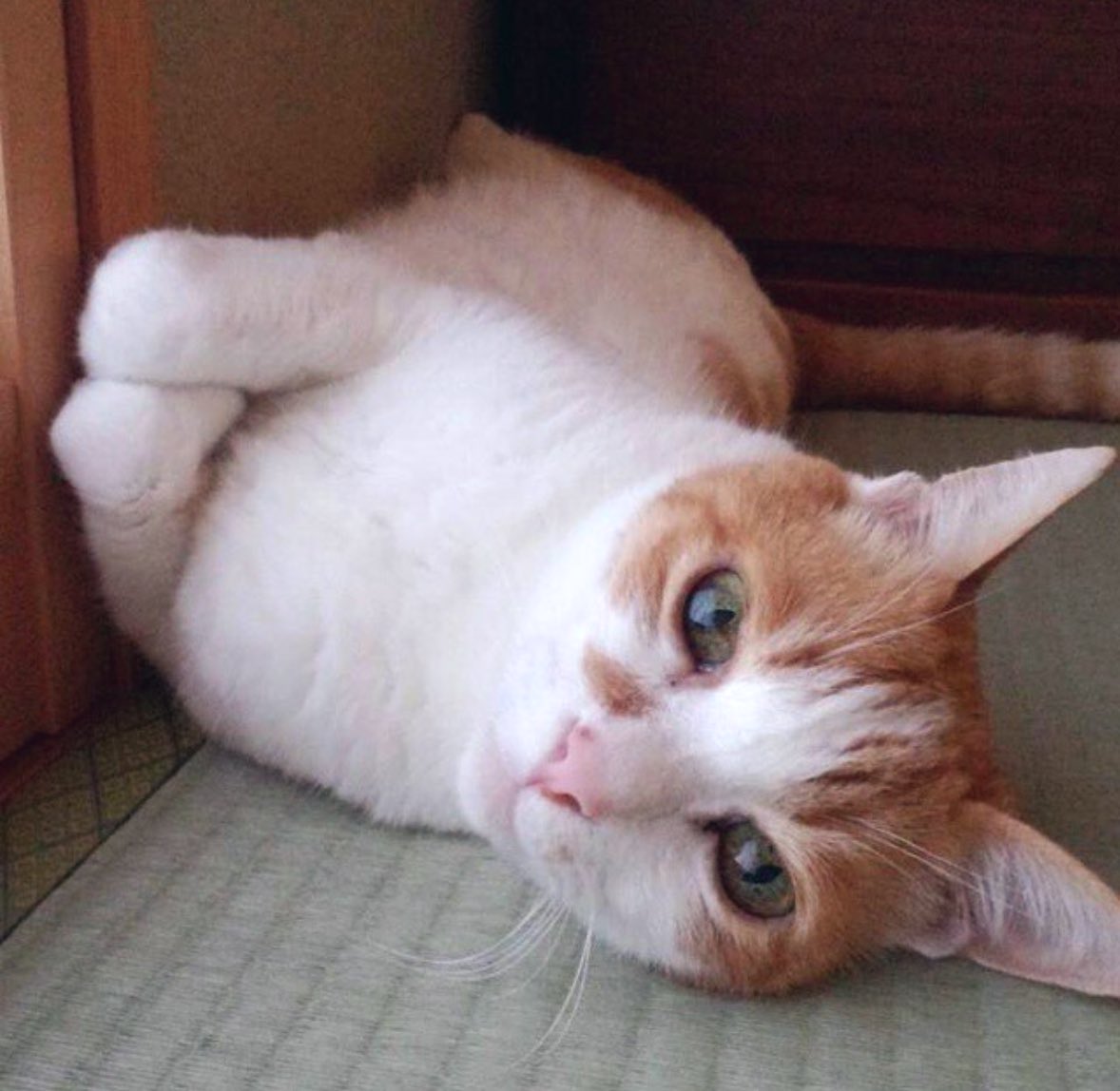 y5_y5_san's tweet photo. 実家には神妙な顔で法事に参加猫や、このせんたっきブルブル猫をはじめ他にも数匹いるがこの2匹が特に個性的。

この2匹、最初のお風呂は私が入れたんだけど、私が洗礼を行った猫はちょっと個性的になる気がしてる…法事猫は壁にばかり箱座りするし2匹とも家電に乗るのがやたらと好き https://t.co/TAtSYSXtXD