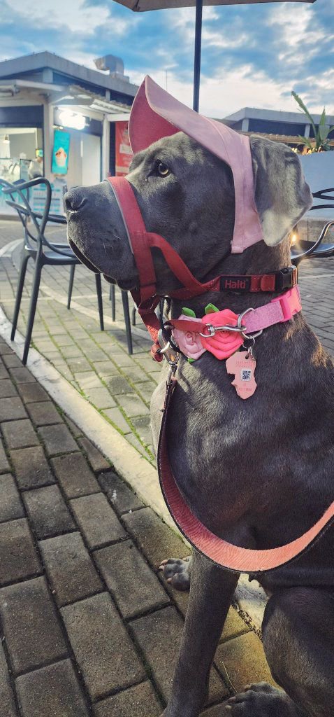 ZUTI7G's tweet photo. Dogs aren’t pets, they’re family👨‍👩‍👧‍👦🐶 Less people, more dogs 🐕💦🖇️ https://t.co/oePnFNcAFP
  Surviving in dog's 🐾 era🐾 Ask for menu 👆👆
#beastiality #zoophilia
 #dogcontent #dogmom #doglover #zoocontent #zoomom #zooareverified
#dogcontent #dogknotting #usa #pittbull #BBC https://t.co/QgwFUa2bts