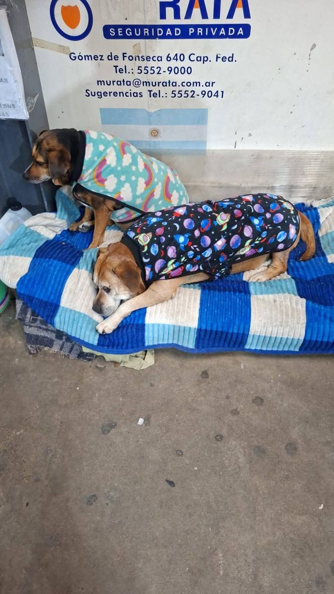 elisabet0208's tweet photo. LAMENTABLEMENTE NADIE OFRECIO UN HOGAR PARA LOS VIEJITOS
 SEGUIRÁN AHÍ SOLOS. FUERON ABANDONADOS HACE 8 AÑOS EN LA ESTACION DE TREN Y ESPERANDO QUE VUELVAN POR ELLOS SIN MOVERSE 
EL GUARDA Y 1 CHICA  LOS ALIMENTAN Y CUIDAN, ELLOS  NECESITAN UN HOGAR

1167614904
Laura Morbiducci https://t.co/CL9X1BNEz5