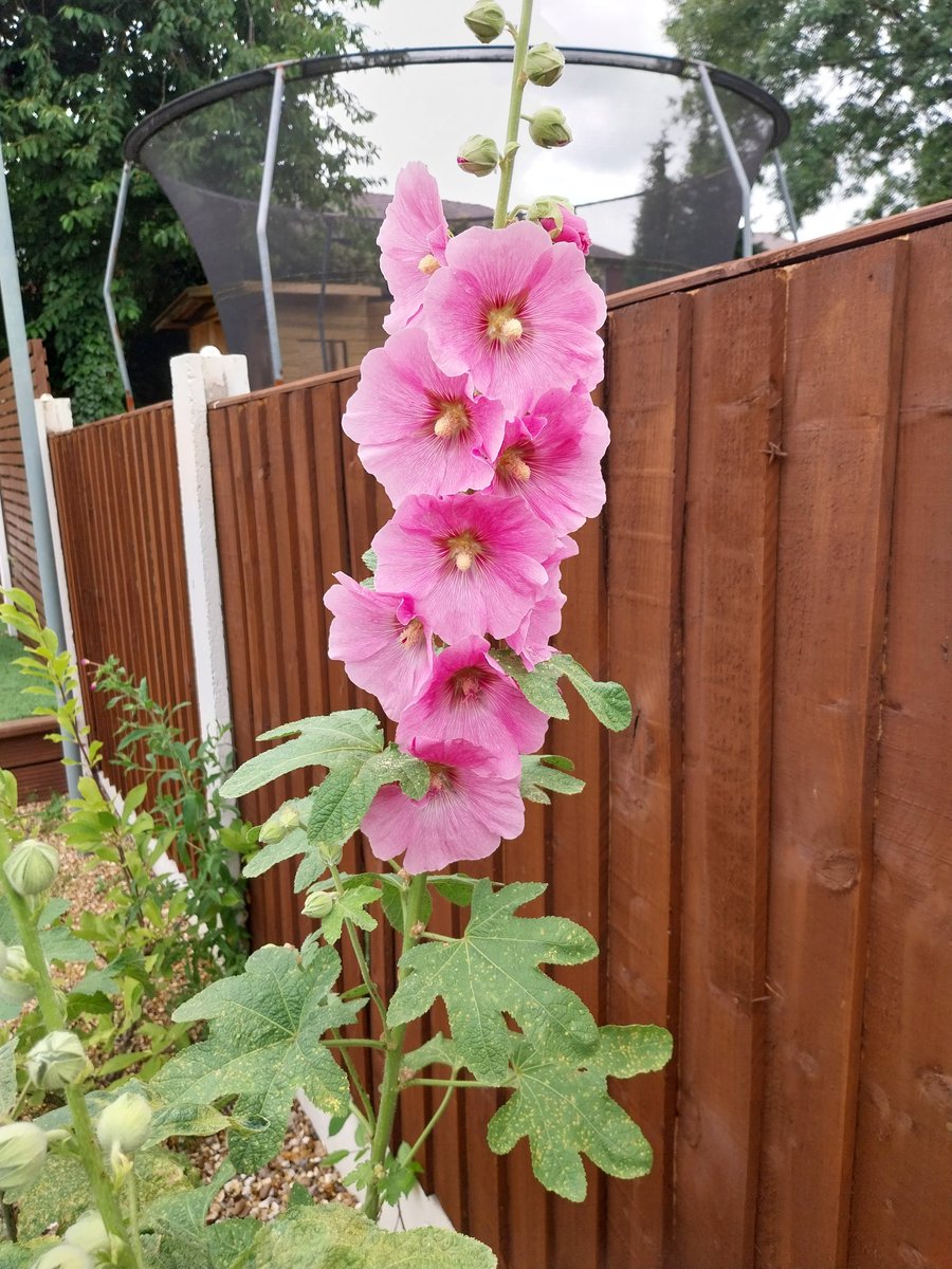 56Neil's tweet photo. @GWmag Hi everyone our Hollyhocks are stealing the show, grown from seed last year and flowering this year ! Love to all  ! https://t.co/6QTa8pEBU6