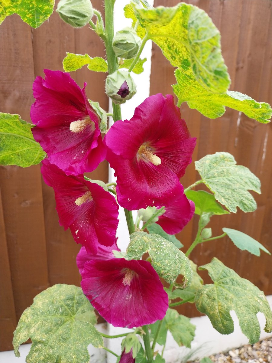 56Neil's tweet photo. @GWmag Hi everyone our Hollyhocks are stealing the show, grown from seed last year and flowering this year ! Love to all  ! https://t.co/6QTa8pEBU6