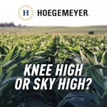 Photo by Hoegemeyer Hybrids (@TheRightSeed)